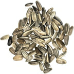 Seed Needs Dwarf Sunflower Seeds for Planting Yellow Pygmy Sunflowers - Heirloom & Open Pollinated Annual Cut Flowers - Perfect for Butterfly Gardens (5 Packs)