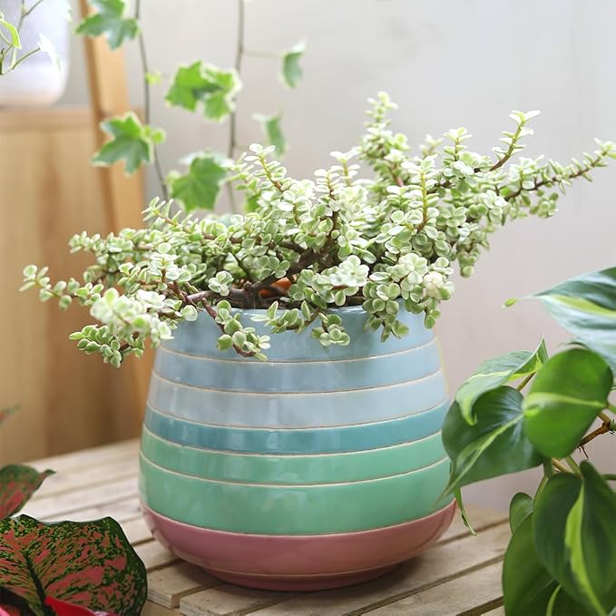 Elephant Bush Portulacaria afra - Live Succulent Plant, 2 Inch Plastic Pot, Small Round Green Leaves on Woody Stems, Easy Care Pet Friendly Indoor Outdoor Plant for Bonsai, Home Decor, Plant Gifts