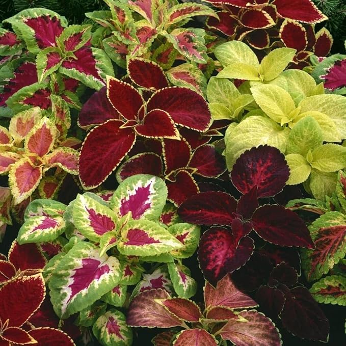 100+ Mixed Coleus Flower Plant Seeds Rainbow Groundcover Flowers Garden Plant