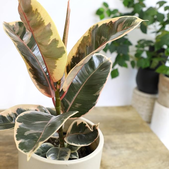 Tineke' Ficus Tree Live Plant (Variegated Rubber Plant), Ficus Elastica Live Plant Delivery, Easy Plant, Indoor Plants Live Houseplants, Real Plants, Live Plants Indoor Plant Decor by Plants for Pets