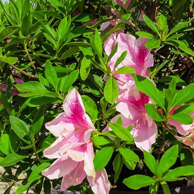 George Tabor Azalea 3 Gallon