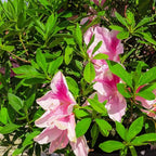 George Tabor Azalea 3 Gallon