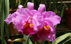 Hawaiian Cattleya Orchid Starter Plant - 6 - 10 Inches Tall, Planted in 2 Inch Pot - no Bloom - Discount HawaiianGIft