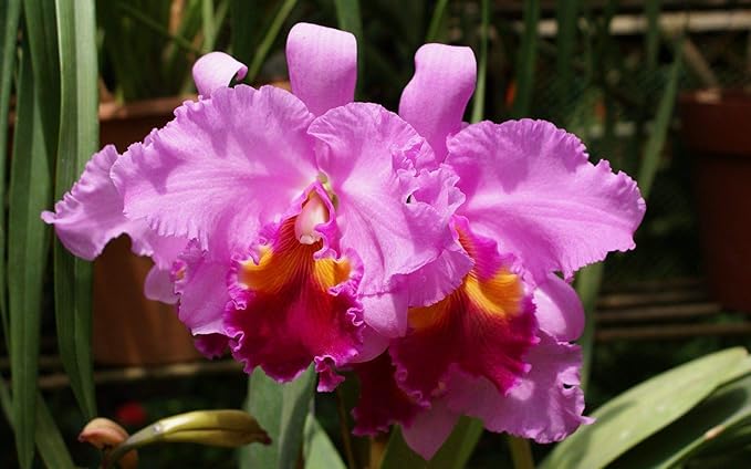Hawaiian Cattleya Orchid Starter Plant - 6 - 10 Inches Tall, Planted in 2 Inch Pot - no Bloom - Discount HawaiianGIft