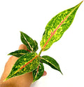 Aglaonema Night Sparkle Live Plant in 2" Pot Plants - Aglaonema Live Plant - Easy to Grow Air Purifying Indoor House Plants Flowers for Home Office Wedding Decor & Birthday Gift(Heat Pack Included)