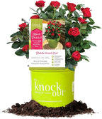 Perfect Plants Petite Knock Out® Rose Bush 1 Gallon. | Fresh Roses | Red Flowering Shrub