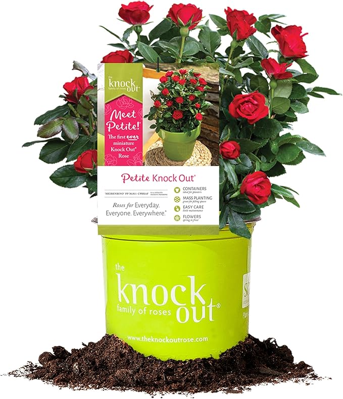 Perfect Plants Petite Knock Out® Rose Bush 1 Gallon. | Fresh Roses | Red Flowering Shrub