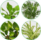Pet Friendly Live Plants for Indoor | Different Houseplants in Multiple Sizes | Real House Plant for Living Room, Office, Desk & Bathroom