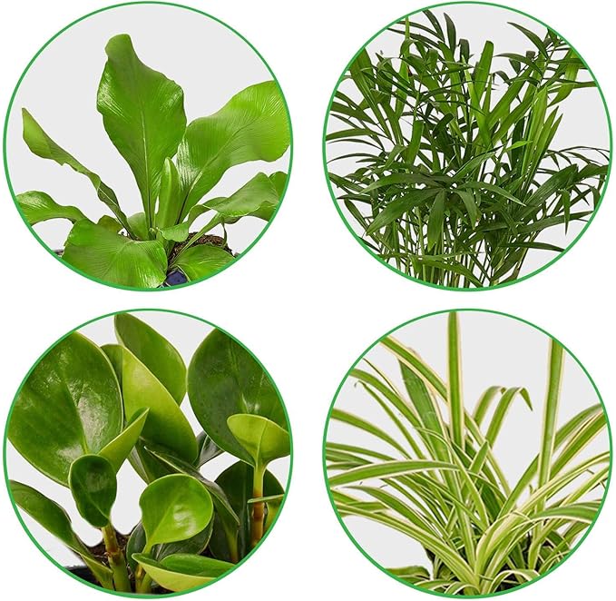 Pet Friendly Live Plants for Indoor | Different Houseplants in Multiple Sizes | Real House Plant for Living Room, Office, Desk & Bathroom