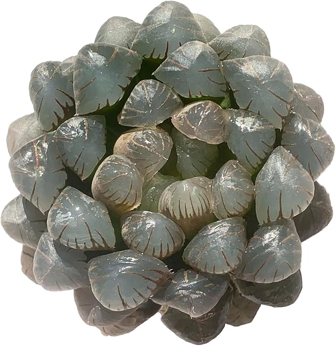 Haworthia Cooperi Ice Lantern Rare Live Succulent Plants, Green 1 Head Pot 2.5" Live Plant, Package Without Pot Soil, Garden Indoor Office Desk, Party Baby Shower Decoration, Friend Plant Lover Gifts