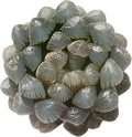Haworthia Cooperi Ice Lantern Rare Live Succulent Plants, Green 1 Head Pot 2.5" Live Plant, Package Without Pot Soil, Garden Indoor Office Desk, Party Baby Shower Decoration, Friend Plant Lover Gifts