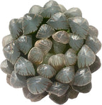 Haworthia Cooperi Ice Lantern Rare Live Succulent Plants, Green 1 Head Pot 2.5" Live Plant, Package Without Pot Soil, Garden Indoor Office Desk, Party Baby Shower Decoration, Friend Plant Lover Gifts