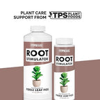 Root Stimulator for Fiddle Leaf Fig – Liquid Root Supplement with Kelp & Probiotics for Stronger Roots & Better Leaf Growth, 8 oz