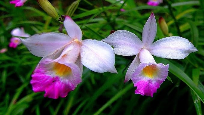 Hawaiian Bamboo Orchid Arundina Graminifolia Roots 1 Pack 2 Roots LJK23