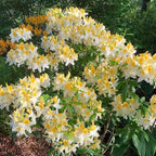 Azalea Rhododendron Plant Live, 7 Months Old, Azalea Rhododendron Tree Flowers Plants Live Bush in Pot (White Yellow)