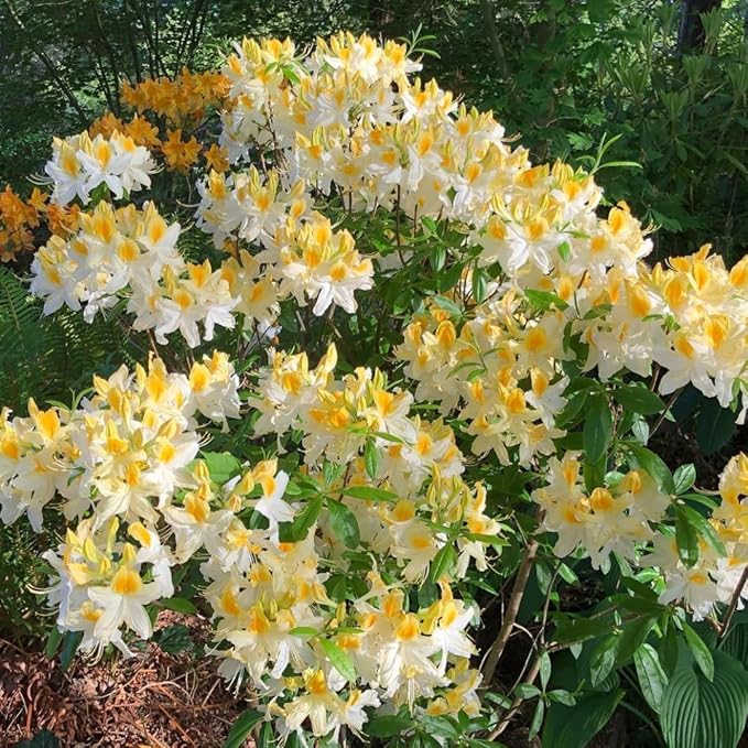 Azalea Rhododendron Plant Live, 7 Months Old, Azalea Rhododendron Tree Flowers Plants Live Bush in Pot (White Yellow)