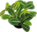 Live Plant, Lemon Lime Maranta Prayer Plant, Pet Friendly, Air Purifying, Easy Care, 12-16 inch Tall, Easy to Grow Rare Indoor Plant, Houseplant, 4 inch Pot by Hopewind Plants Shop