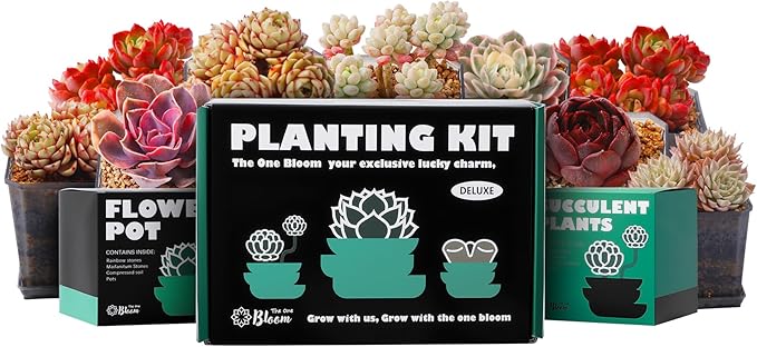 Live Succulent Plant – Echeveria Black Mamba with Mini Gardening Tools – Small Easy Care Houseplant for Indoor & Outdoor, Complete Plant Care Kit