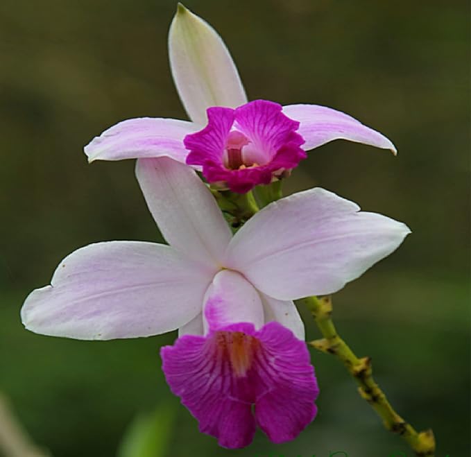 1 Pack Arundina Graminifolia Roots - Bamboo Orchid 2 Roots Each Pack TYR43