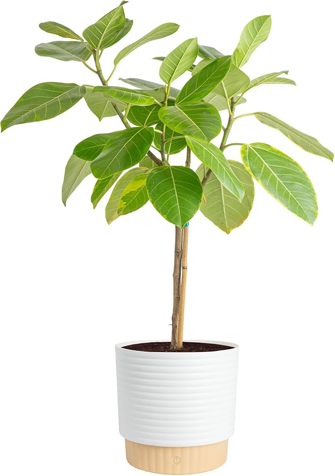 Costa Farms Ficus Audrey Tree Live Plant in Decorative Pot, Large Indoor Houseplant, Perfect for Home, Room, or Office Decor, Great House Warming or Birthday Gift, 2-3 Feet Tall
