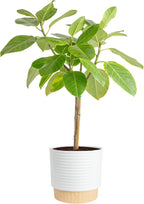 Costa Farms Ficus Audrey Tree Live Plant in Decorative Pot, Large Indoor Houseplant, Perfect for Home, Room, or Office Decor, Great House Warming or Birthday Gift, 2-3 Feet Tall