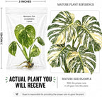 Monstera Thai Constellation Tissue Culture Starter Plant, Variegated Tropical Live Plants, Variegated Plants Live houseplants, Tropical Indoor Plants