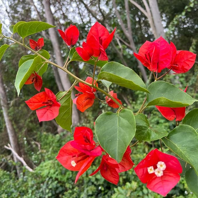 2 Bougainvillea Live Plants, Tropical Bougainvillea Flowering Vine, Fast Growing Outdoor and Container Plant, 4-8'' Tall (Red Orange Blooms)