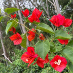 2 Bougainvillea Live Plants, Tropical Bougainvillea Flowering Vine, Fast Growing Outdoor and Container Plant, 4-8'' Tall (Red Orange Blooms)