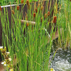 Chalily Graceful Cattail, a Great Live Pond Plant for Your Water Garden. Filters The koi and Goldfish Pond. Good for Bogs, Plant Shelf or Shallow Water This marginal Aquatic is a Real Beauty