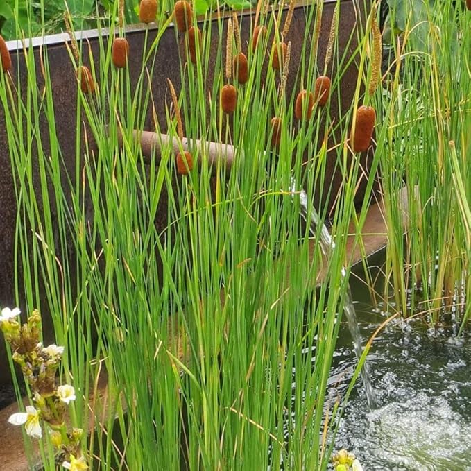 Chalily Graceful Cattail, a Great Live Pond Plant for Your Water Garden. Filters The koi and Goldfish Pond. Good for Bogs, Plant Shelf or Shallow Water This marginal Aquatic is a Real Beauty