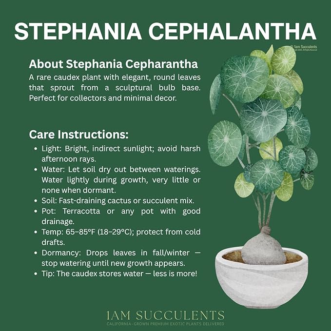 – Stephania Cepharantha Live Plant – Rare Caudex Bulb (Dormant in Winter, May Arrive Leafless) – Indoor Vine Houseplant – Ships Bare Root