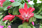 Thorsen's Greenhouse Holiday Cactus, Christmas Cactus, Live Indoor Plant, Pet Safe, 4" Diameter Pot, Classic Pot Cover (Gold)