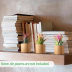 Bigmeta 3 Pcs Wood Air Plant Holder, 1.4" Rustic Style Airplant Display Stands for Women Gifts