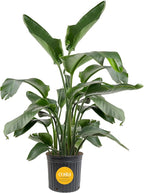 Costa Farms White Bird of Paradise, Strelitzia nicolai, Extra Large Live Indoor Plant in Planter Pot, Air-Purifying Tropical Houseplant, Housewarming Gift, Living Room, and Home Decor, 4-5 Feet Tall