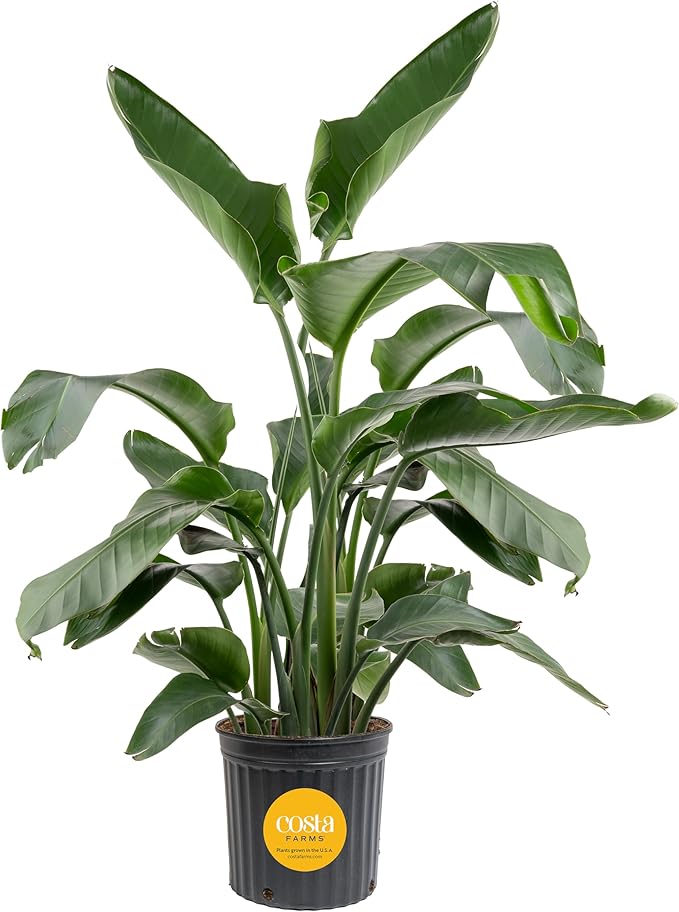 Costa Farms White Bird of Paradise, Strelitzia nicolai, Extra Large Live Indoor Plant in Planter Pot, Air-Purifying Tropical Houseplant, Housewarming Gift, Living Room, and Home Decor, 4-5 Feet Tall