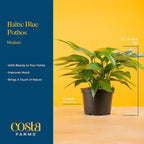 Costa Farms Baltic Blue Pothos Live Plant in Decorative Pot, Air Purifying Indoor Houseplant, Perfect for Home, Room, or Office Decor, Great House Warming or Birthday Gift, 10-14 Inches Tall