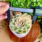 Live Succulents Plants,Echeveria Onslow Variegated 3.2 inches Mini Indoor Plants,Bare Root Without Pot Soil Live Plant,Succulents Plants Live for Gift Party Wedding Garden Baby Shower DIY Decor