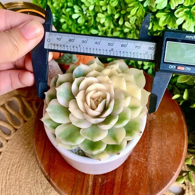 Live Succulents Plants,Echeveria Onslow Variegated 3.2 inches Mini Indoor Plants,Bare Root Without Pot Soil Live Plant,Succulents Plants Live for Gift Party Wedding Garden Baby Shower DIY Decor