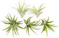 5 Pack Air Plants Velutina - Live Tillandsia Succulent House Plants - Available in Wholesale and Bulk - Home and Garden Decor - Easy Care Indoor and Outdoor Plants