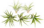 5 Pack Air Plants Velutina - Live Tillandsia Succulent House Plants - Available in Wholesale and Bulk - Home and Garden Decor - Easy Care Indoor and Outdoor Plants
