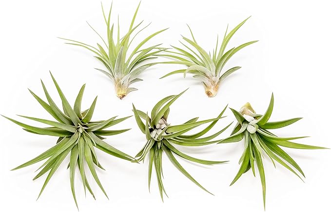 5 Pack Air Plants Velutina - Live Tillandsia Succulent House Plants - Available in Wholesale and Bulk - Home and Garden Decor - Easy Care Indoor and Outdoor Plants