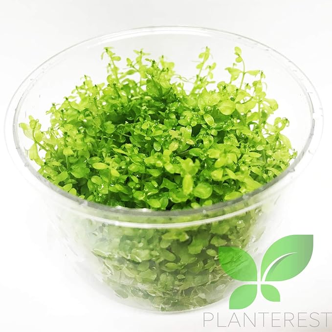 Micranthemum Micranthemoides Pearlweed Tissue Culture Vitro Cup Freshwater Carpet Live Aquarium Plants Decoration BUY2GET1FREE