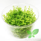 Micranthemum Micranthemoides Pearlweed Tissue Culture Vitro Cup Freshwater Carpet Live Aquarium Plants Decoration BUY2GET1FREE