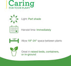Bonnie Plants Catnip, Live Plants, with Miracle-Gro Pour & Feed Singles Ready-to-Use Plant Food, 4-Pack, Easy-to-Grow Treat for Cats, Great for Container Gardens, 19.3 oz.