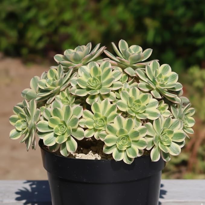 Easy Care Aeonium Plant Live 4” Pot, Rare Succulents Plants Live, Well Rooted, Easy Care House Plants (Pink Variegated)