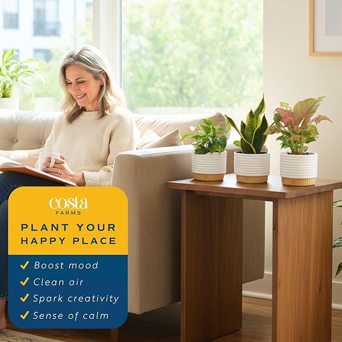 Live Indoor House Plants (3-Pack), Hand Selected Easy to Maintain Indoor Assorted Houseplants in Plant Pots, Curated Air Purifying Mix, Low Light, Home Office Decor Plant Gift