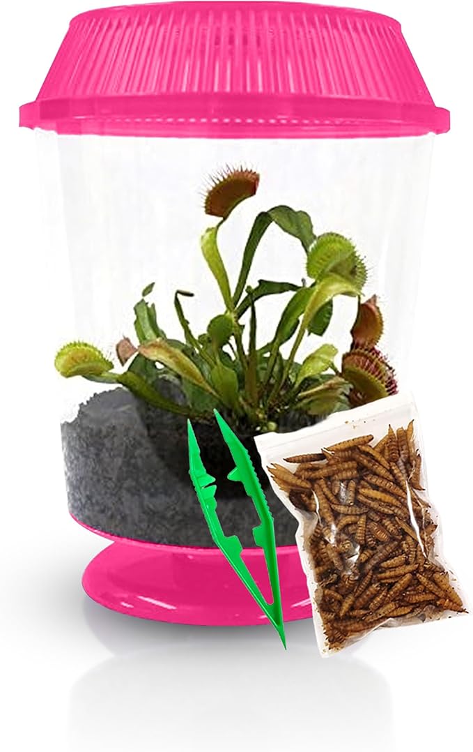 Venus Fly Trap Live Plant with 4.5" Pink Terrarium + Carnivorous Plants Food Bundle with Feeding Tweezers - Carnivorous Plant Soil and Live Venus Flytrap