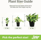 Easy to Grow Live Houseplants (12 Pack), Deluxe Collection of Assorted Air Purifying Indoor Plants, Peperomia, Spider Plants, Pothos, Easy Plant Care, 2 in Pots, Begonia, Croton