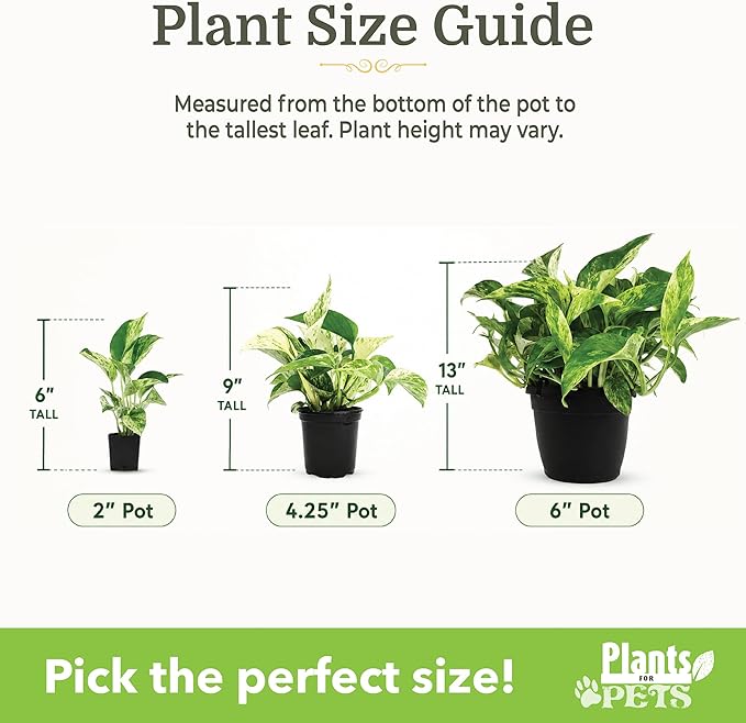 Easy to Grow Houseplants (24 Pack) Live House Plants in Plant Containers, Growers Choice Plant Set in Planters with Potting Soil Mix, Home Décor Planting Kit or Outdoor Garden Gifts by Plants for Pets