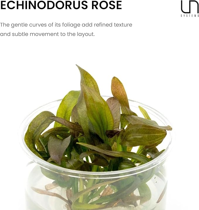 Ultum Nature Systems Echinodorus Rose Sword Tissue Culture Live Plant for Aquarium, Freshwater Fish Tank, Aquascaping - 100% Snail Free in Vitro